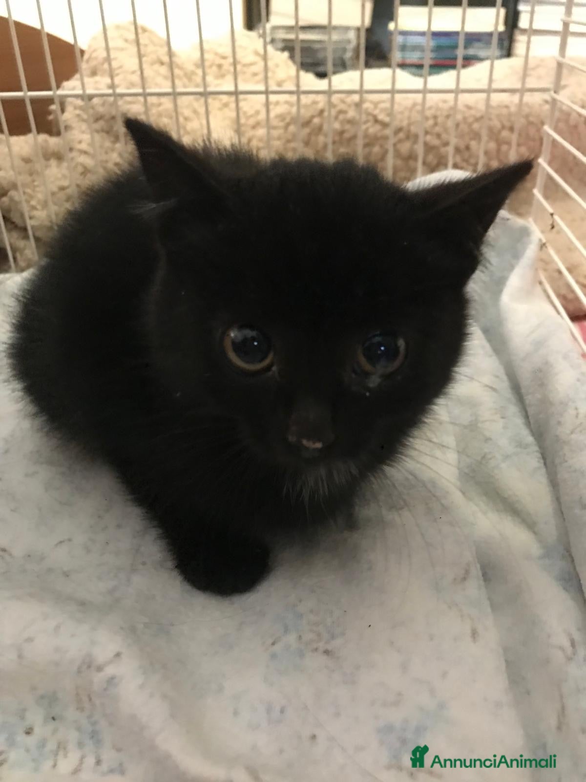 Europeo gatti gatta cucciola nera 2 mesi e mezzo 🖤 - Annuncio 36