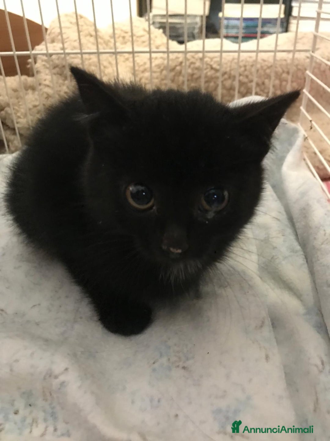 Europeo gatti in regalo: gatta cucciola nera 2 mesi e mezzo 🖤 - Annuncio 1