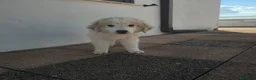 Meticcio cani in regalo: LILLO  - Annuncio 1