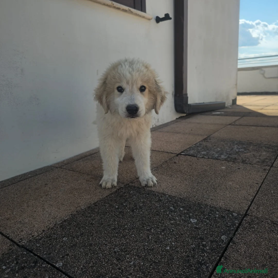 Meticcio cani in regalo: LILLO  - Annuncio 1