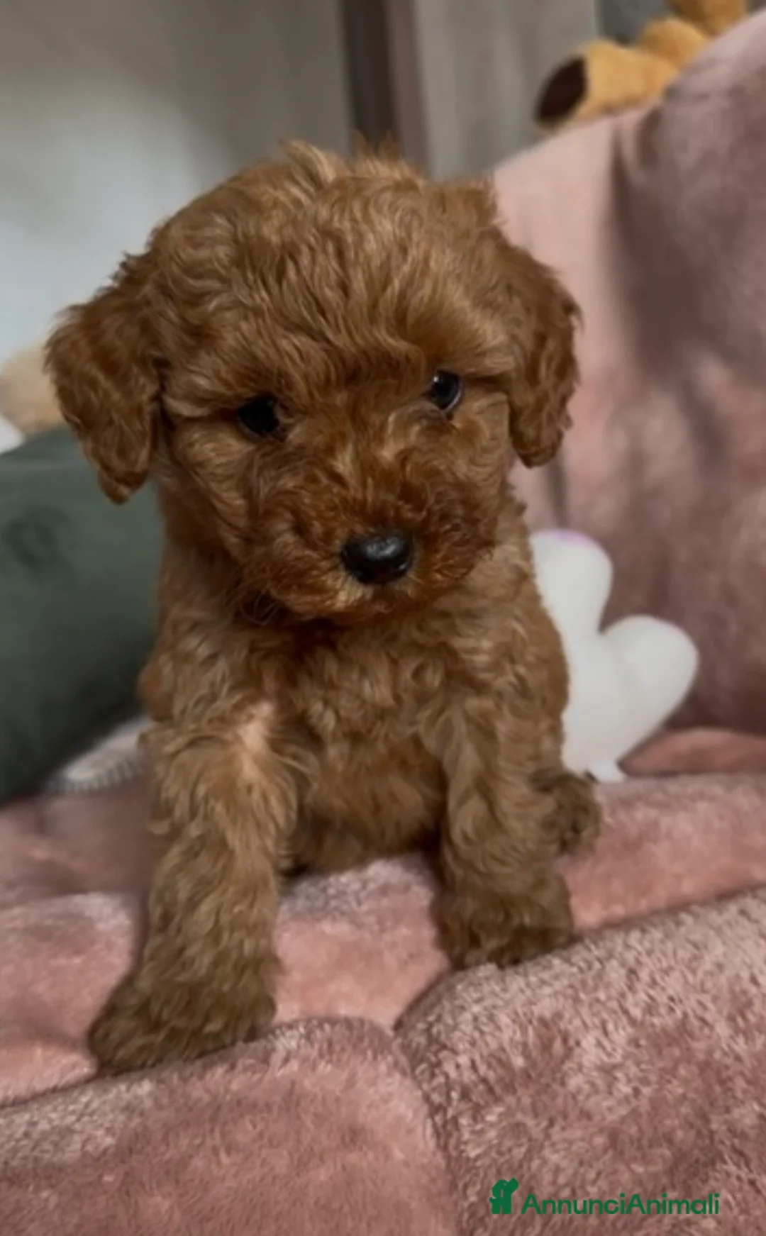 Barboncino cani in vendita: Barboncino nano❤️ - Annuncio 1