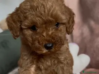 Barboncino cani Barboncino nano❤️ - Annuncio 20