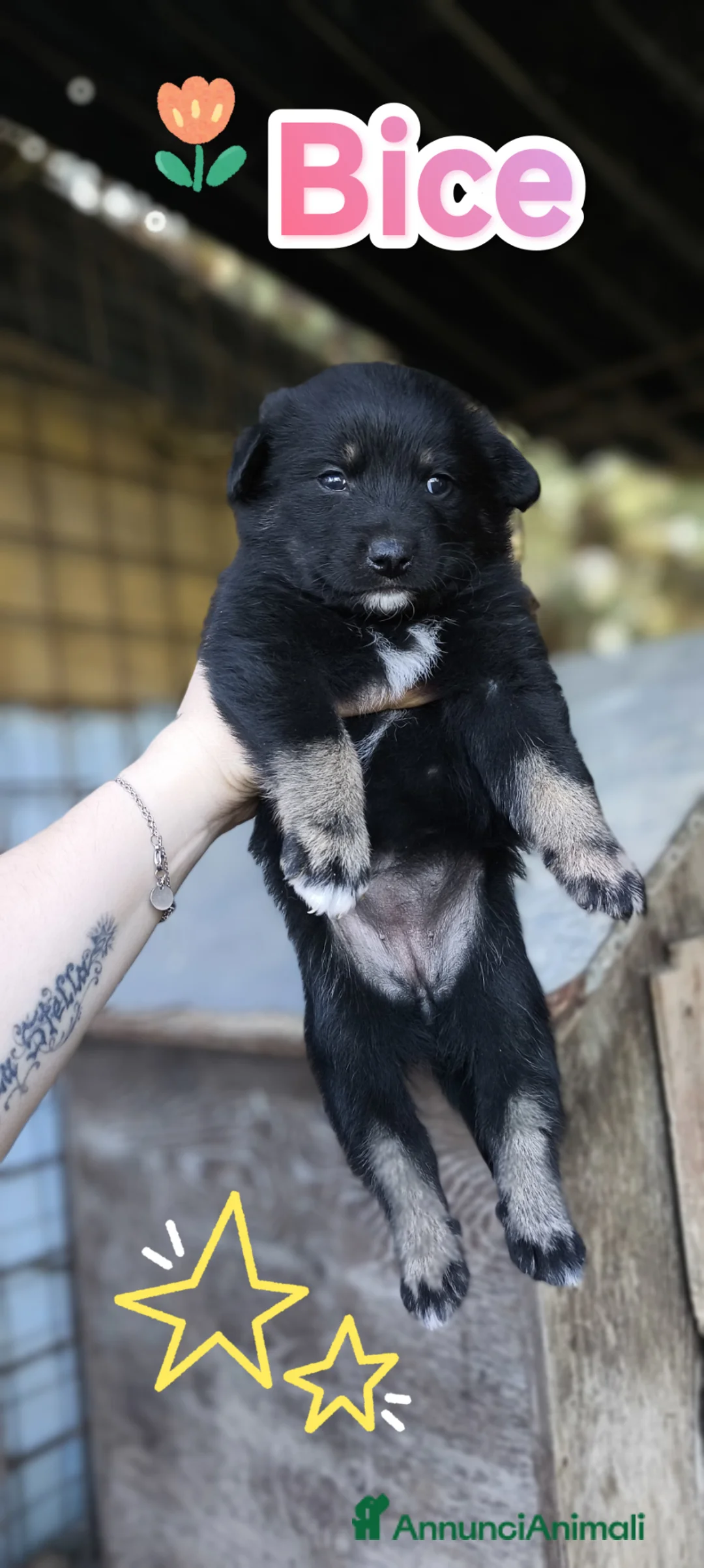 Meticcio cani in regalo: Cuccioli buttati in strada come spazzatura a Provincia di Modena - Annuncio 11