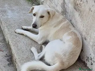 Meticcio cani Sono tanto buono, ho 4 anni per 16 kg - Annuncio 4