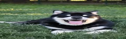 Alaskan Malamute cani per accoppiamento: Alaskan malamute a Provincia di Livorno - Annuncio 3