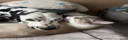 Dalmata cani in vendita: Dalmata a Provincia di Forlì-Cesena - Annuncio 5