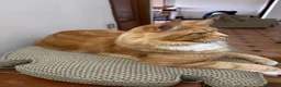 Maine Coon gatti in vendita: Maine Coon a Città metropolitana di Roma Capitale - Annuncio 11