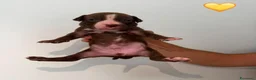 Pitbull cani in vendita: Cuccioli pitbull - Annuncio 7