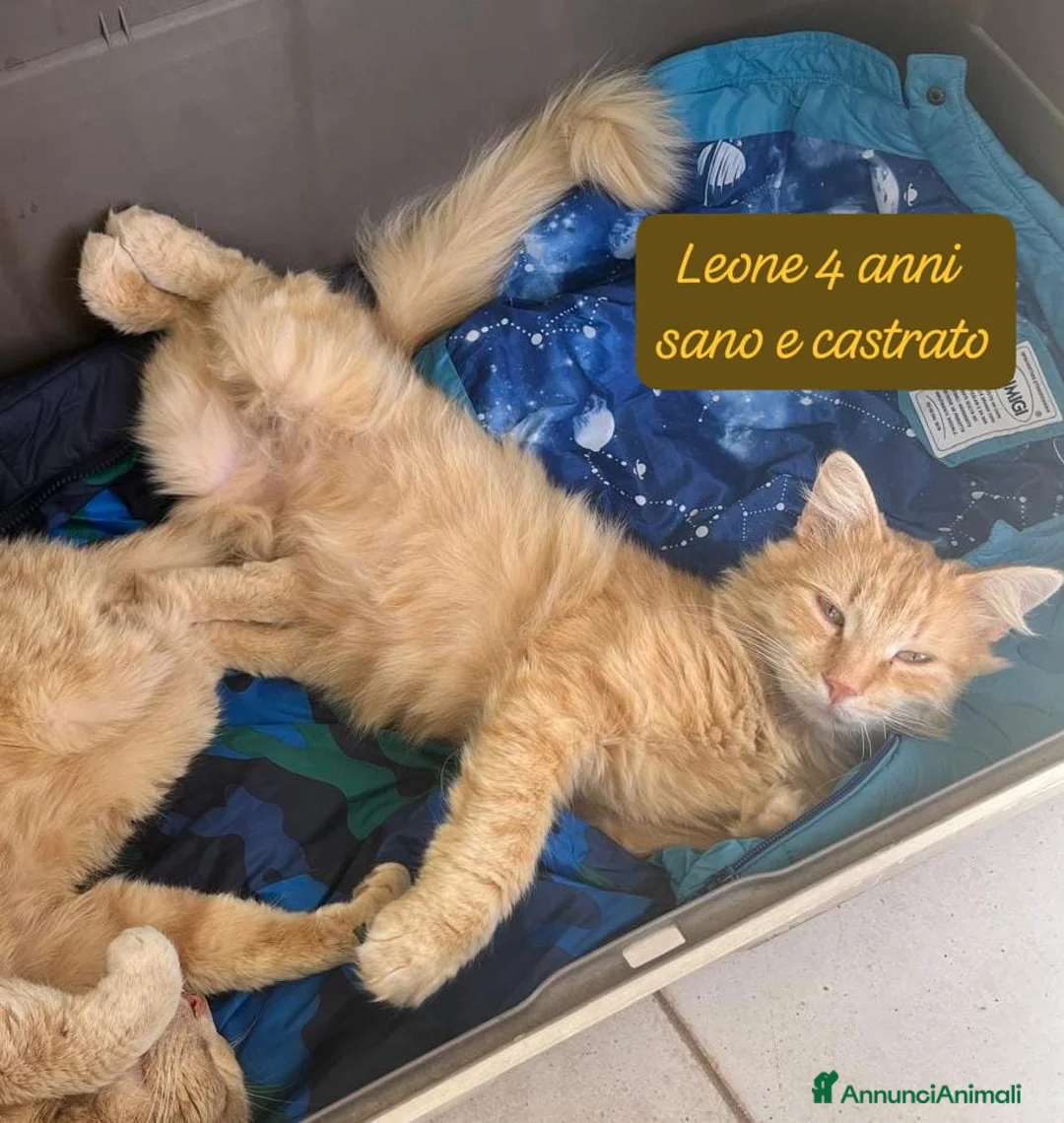 Europeo gatti in regalo: Tanti gattini desiderosi di trovare casa  a Provincia di Bergamo - Annuncio 2