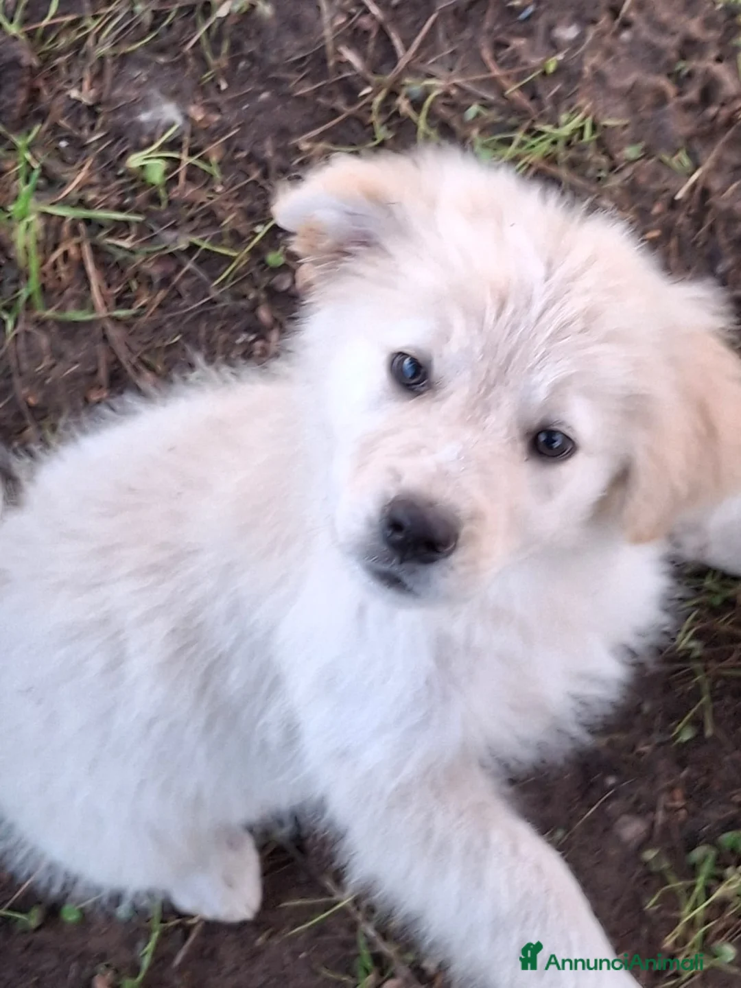 Meticcio cani in regalo: AURA 🩷-cucciola mix pastore, chiami per lei? 🙏🏻 - Annuncio 3