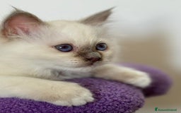 Sacro di Birmania gatti in vendita: Sacri di birmania, dolcissimi cuccioli - Immagine 6