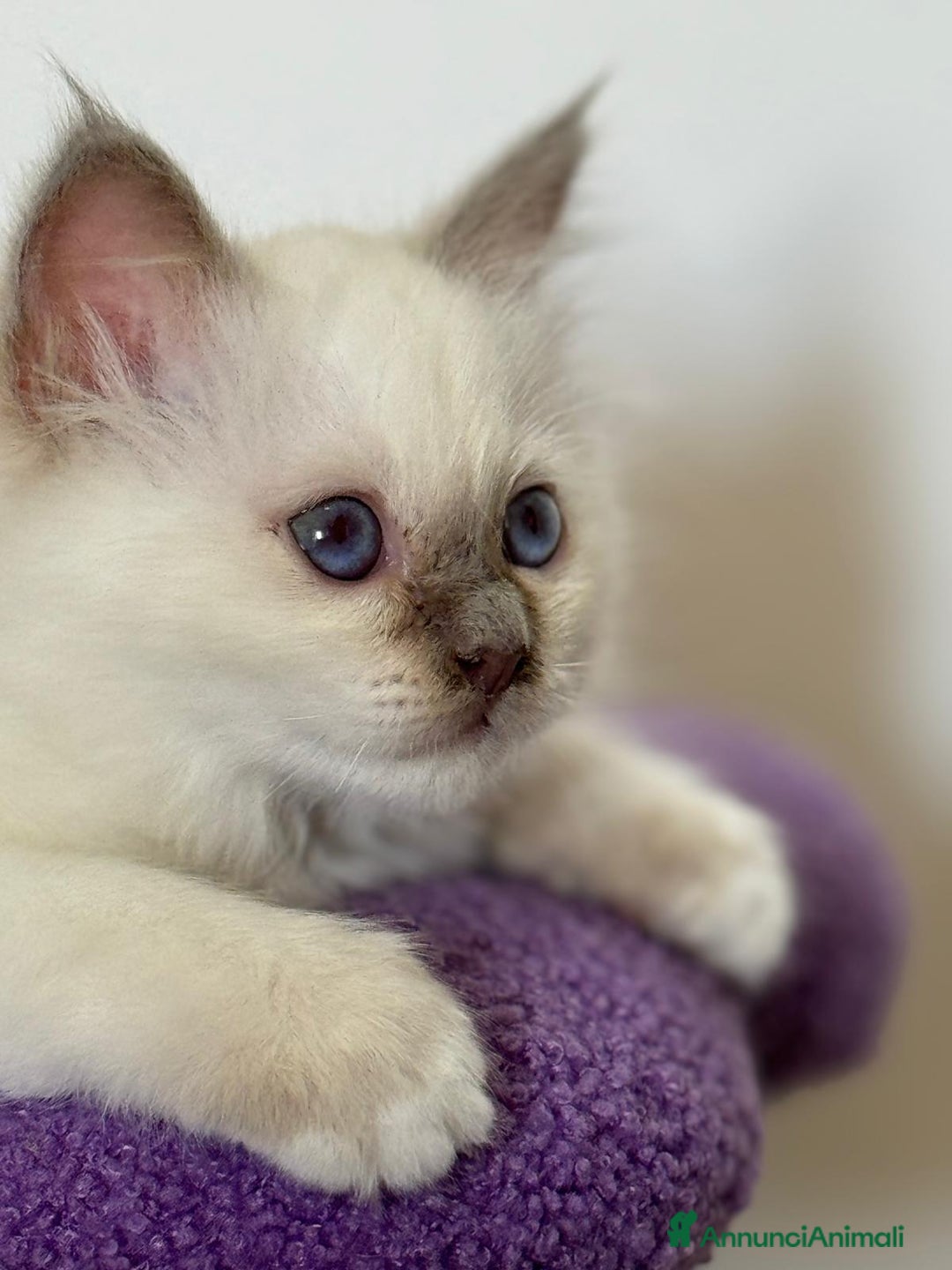 Sacro di Birmania gatti in vendita: Sacri di birmania, dolcissimi cuccioli - Immagine 6