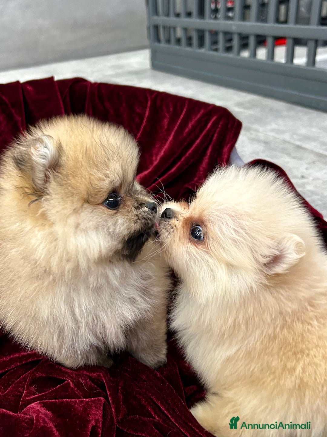 Spitz cani in vendita: Spitz tedesco nano - Annuncio 13