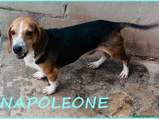 Beagle cani NAPOLEONE MIX BEAGLE 4 ANNI SI DISPERA NEL SUO BOX - Annuncio 1