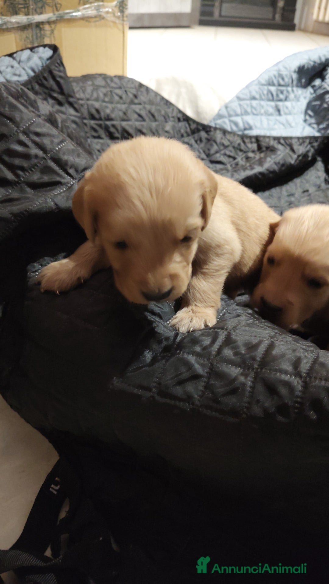 Golden Retriever cani in vendita: Golden retriever  - Annuncio 13