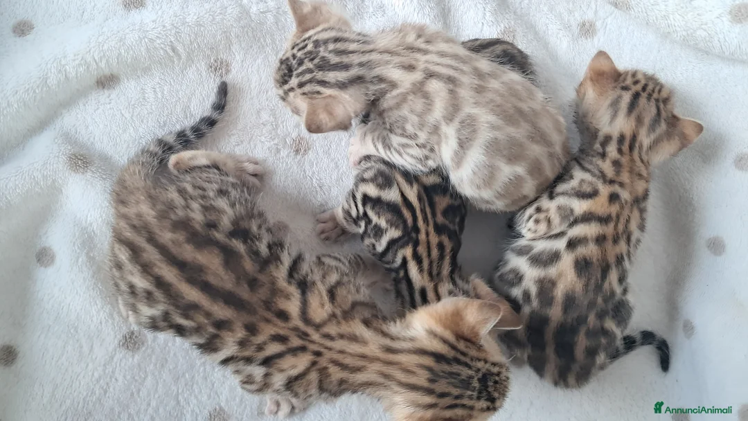 Bengala gatti in vendita: Bengala cuccioli con pedegree - Annuncio 2