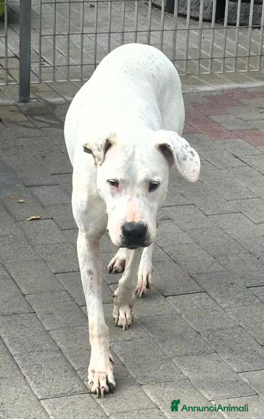 Meticcio cani in regalo: LOLA DOGO ARGENTINO - Annuncio 3