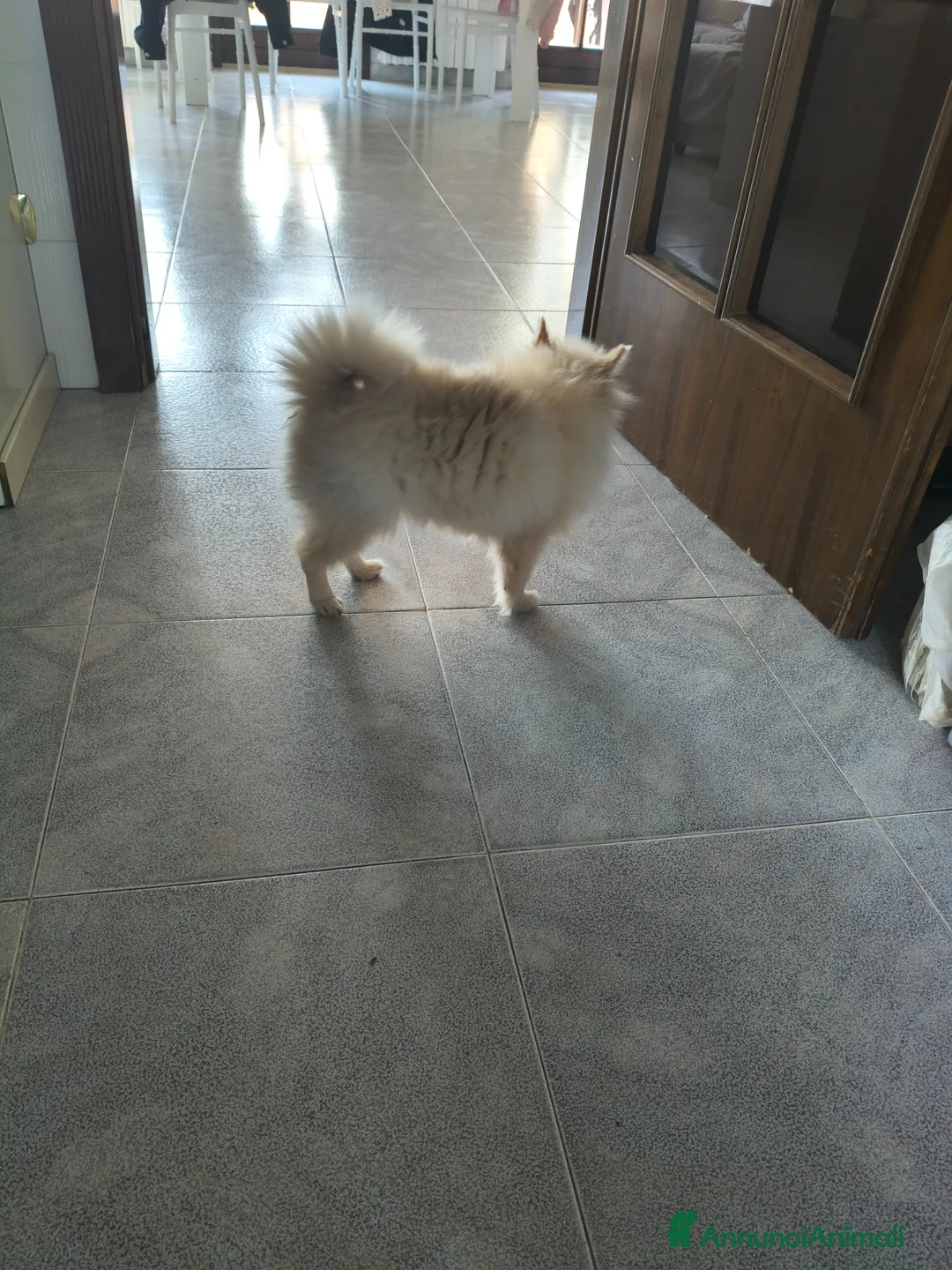 Spitz cani in vendita: Vendo cane - Annuncio 2