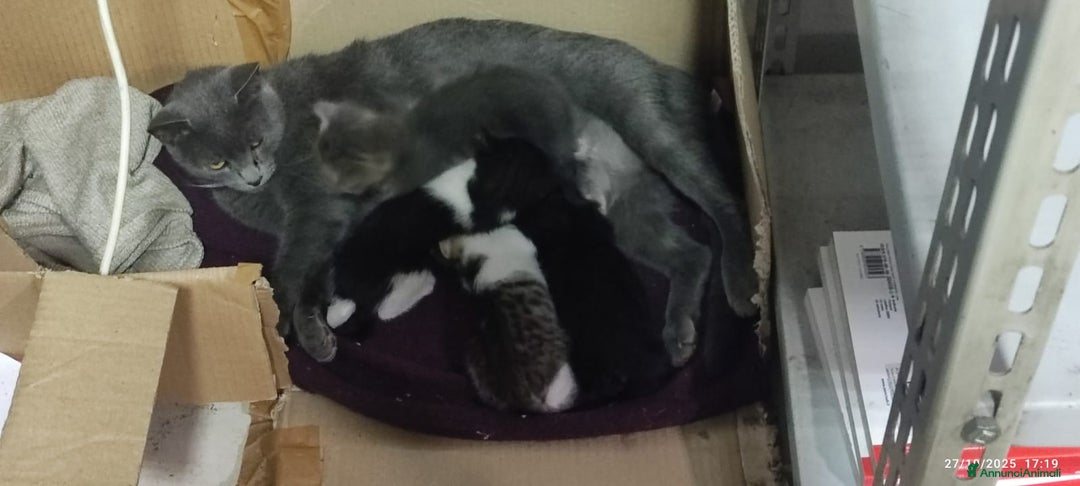 Europeo gatti in regalo: GATTINI CERCANO CASA - Annuncio 10