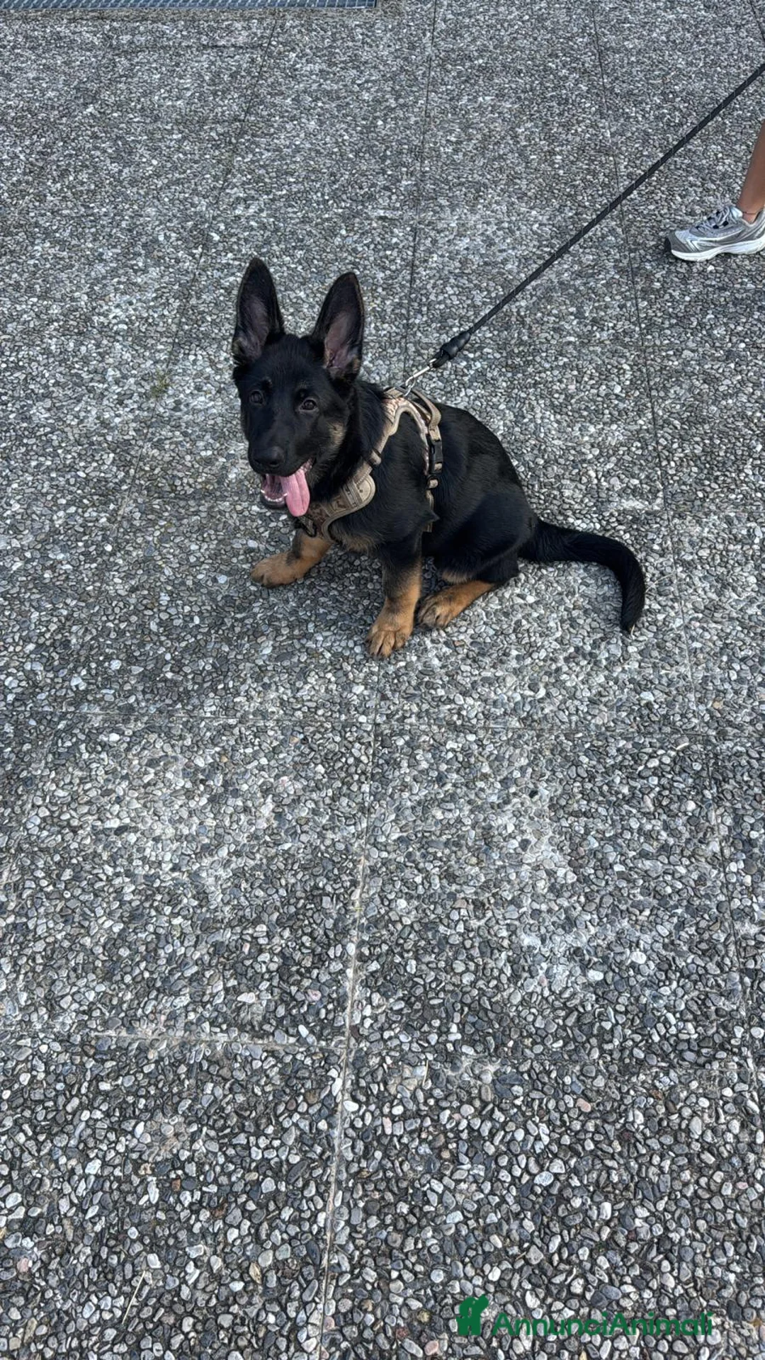 Pastore Tedesco cani in regalo: Regalo cucciola di pastore tedesco  a Città metropolitana di Milano - Annuncio 2