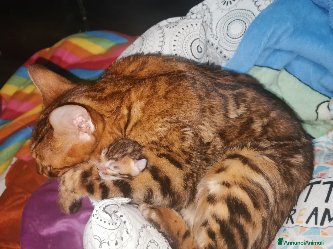 Bengala gatti in vendita: Meravigliosi cuccioli di bengala  - Annuncio 4