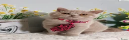 British gatti in vendita: British Shorthair Kuma  - Annuncio 7