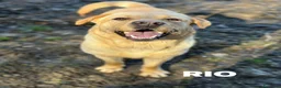 Labrador cani in regalo: RIO, stupendo mix LABRADOR dolcissimo! - Annuncio 6