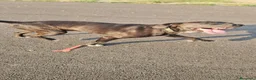 Meticcio cani in regalo: Edoardo: taglia media, equilbrato e socievole  - Annuncio 15