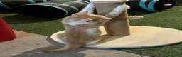 Meticcio gatti in regalo: Regalo bellissimo gattino maschio - Annuncio 6