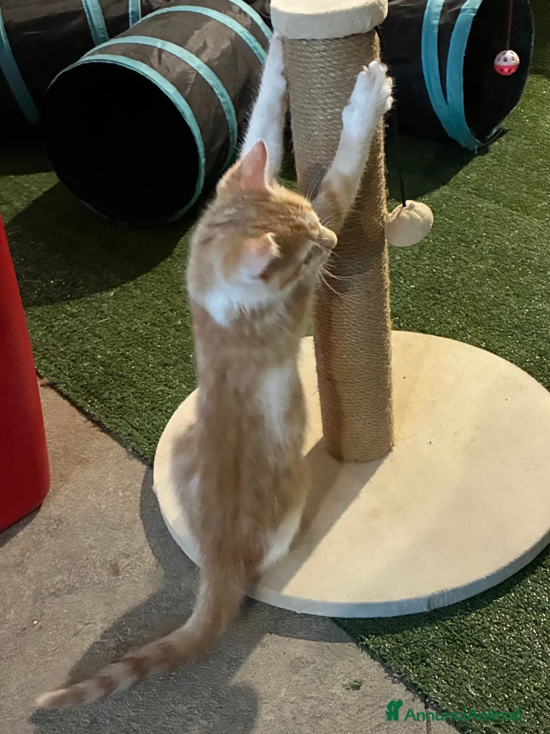 Meticcio gatti in regalo: Regalo bellissimo gattino maschio - Annuncio 6