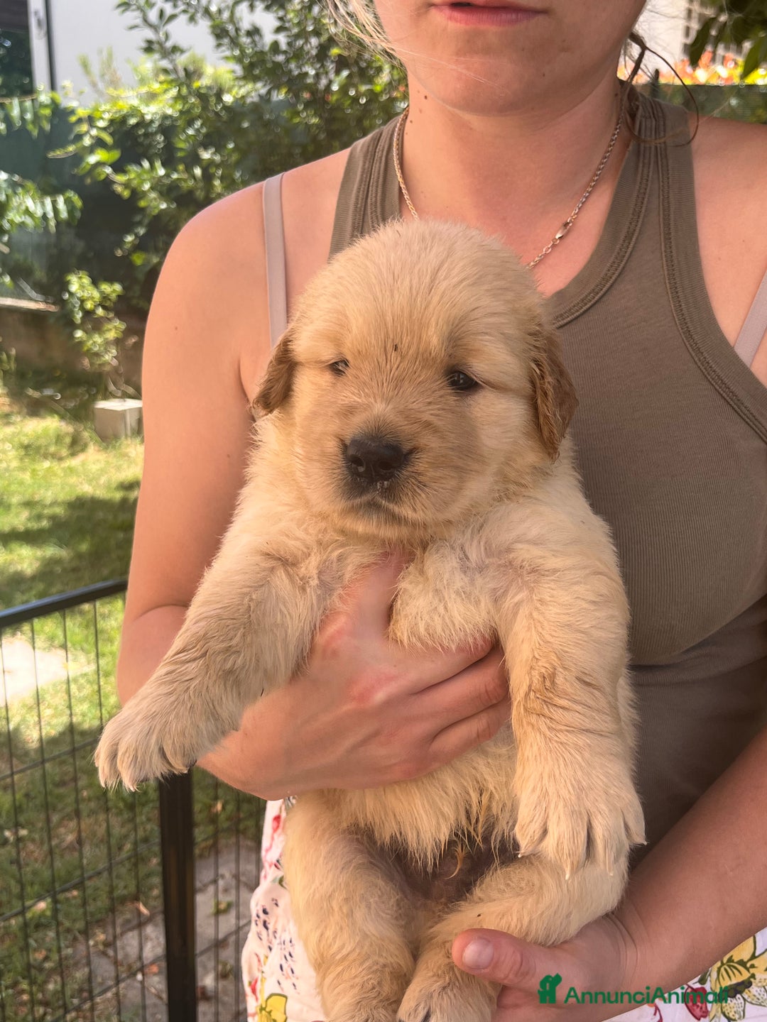 Golden Retriever cani in vendita: Cuccioli Golden Retriever Americani 🇺🇸 a Città Metropolitana di Bologna - Immagine 8