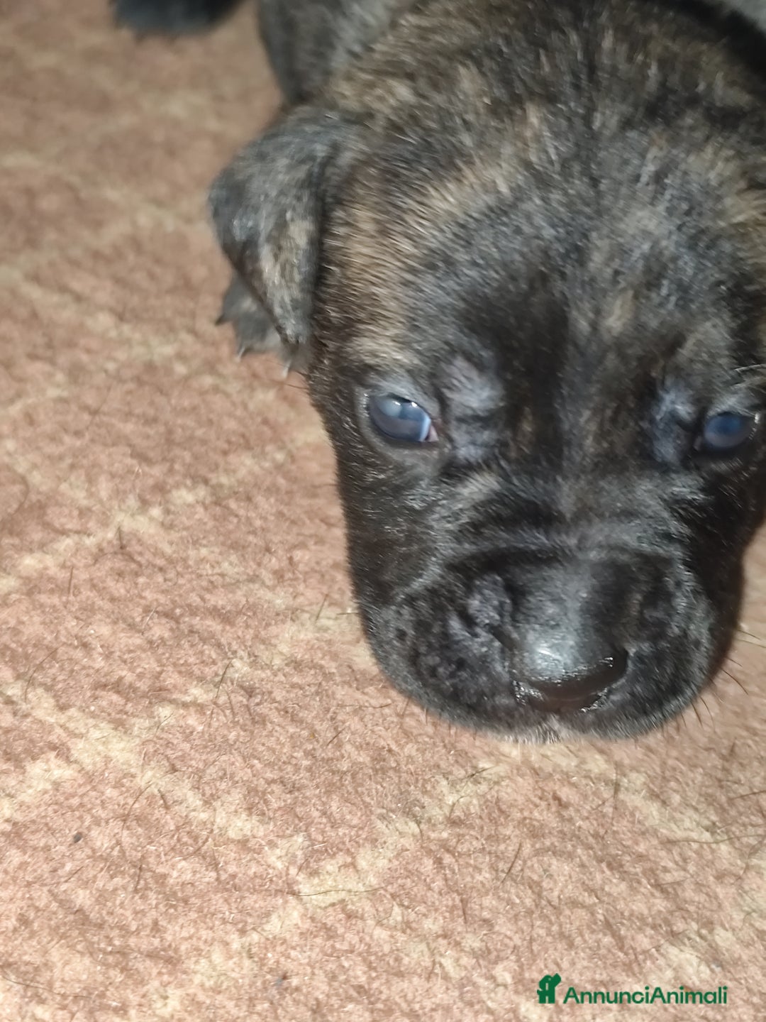 Cane Corso cani in vendita: Cuccioli di cane corso  - Annuncio 10