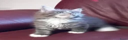 Maine Coon gatti in vendita: Maine coon occhi blu/impari a Provincia di Cremona - Annuncio 7