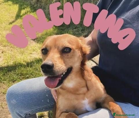 Meticcio cani Valentina , simil pincher - Annuncio 18
