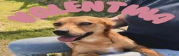 Meticcio cani in regalo: Valentina , simil pincher - Annuncio 1