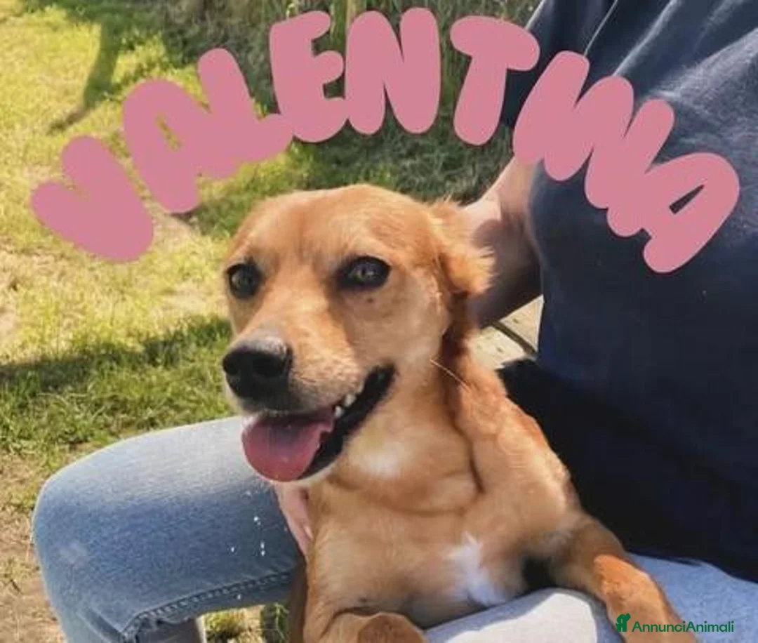 Meticcio cani in regalo: Valentina , simil pincher - Annuncio 1