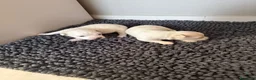 Maltese cani in vendita: Adorabili cuccioli di Maltese cercano una casa  - Annuncio 6