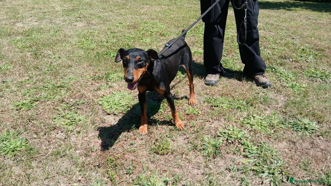 Meticcio cani in regalo: DUCA TUTTA LA DOLCEZZA DEL MONDO IN 10 KG.. - Annuncio 4