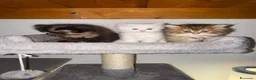 Persiano gatti in vendita: Splendidi Cuccioli di Gatto Persiano Puri - Annuncio 3