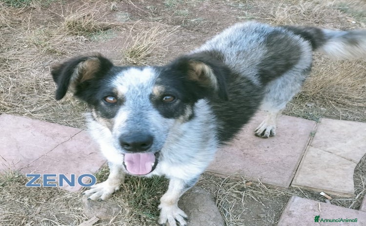 Meticcio cani a Provincia di Varese - Annuncio 8