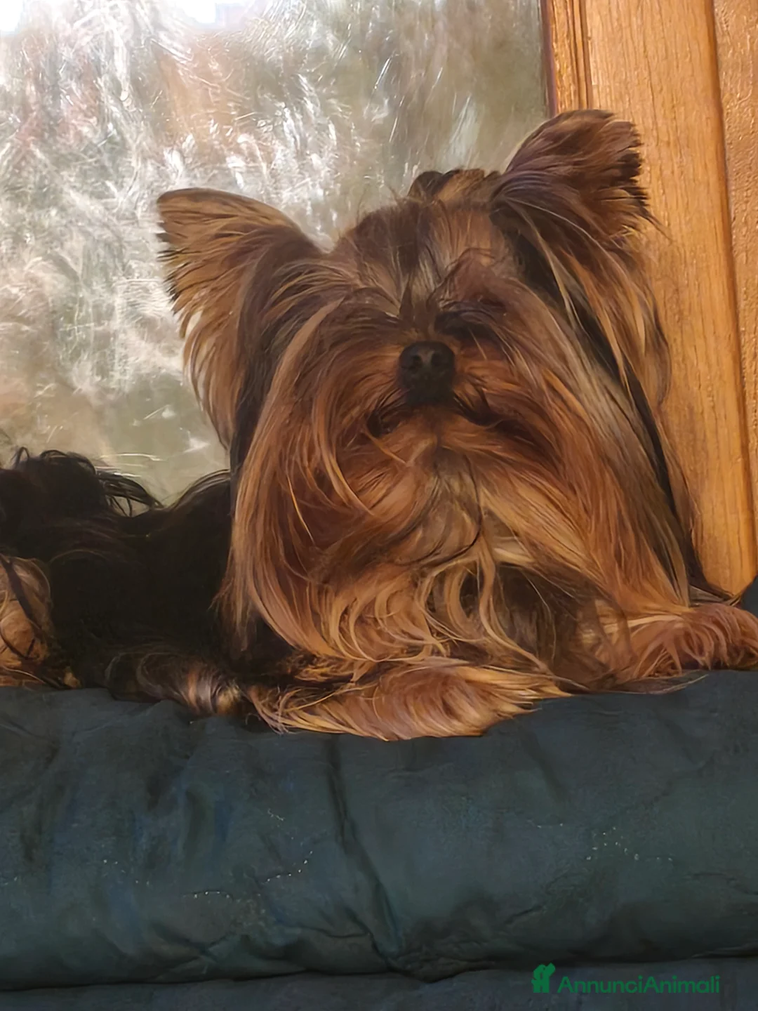 Meticcio cani in vendita: Morkie  a Provincia di Arezzo - Annuncio 11