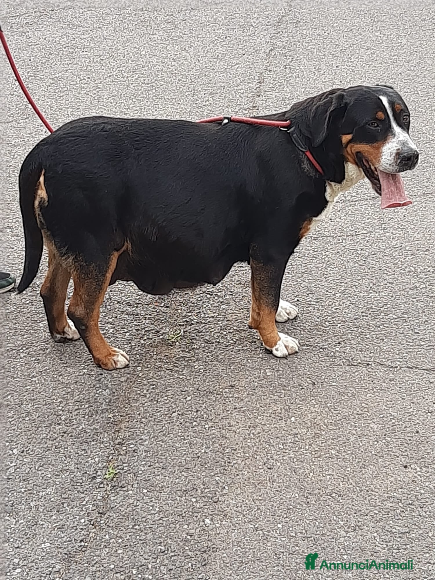 Grande Bovaro Svizzero cani Cuccioli di grande bovaro svizzero  - Annuncio 1