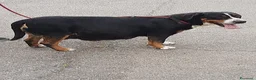 Grande Bovaro Svizzero cani in vendita: Cuccioli di grande bovaro svizzero  - Annuncio 1