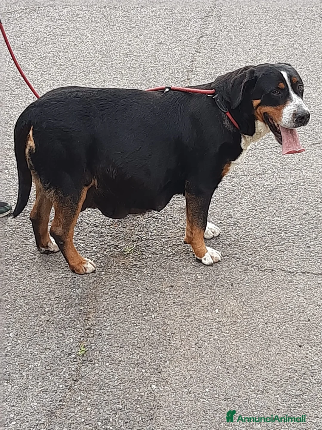 Grande Bovaro Svizzero cani in vendita: Cuccioli di grande bovaro svizzero  - Annuncio 1
