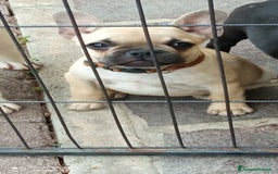 Bulldog Francese cani in vendita: CUCCIOLA DI BOULDOGUE FRANCESE  a Province of Pavia - Immagine 11