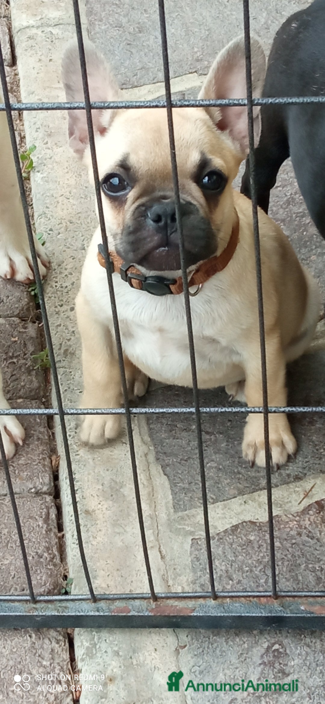 Bulldog Francese cani in vendita: CUCCIOLA DI BOULDOGUE FRANCESE  a Province of Pavia - Immagine 11