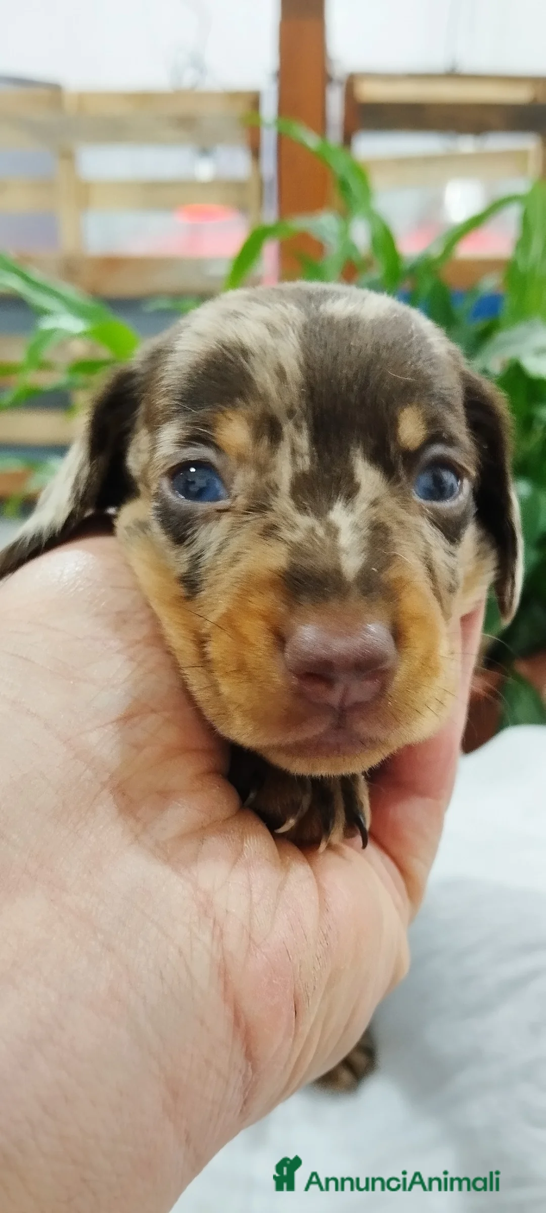 Bassotto cani in vendita: Bassotti  - Annuncio 7