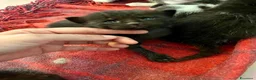 Meticcio gatti in regalo: Regalo 8 gattini (F/M) zona Sciacca (AG) a Libero consorzio comunale di Agrigento - Annuncio 6