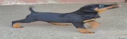 Rottweiler cani in vendita: Disponibili cuccioli Rottweiler  - Annuncio 30