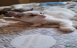 Ragdoll gatti in vendita: Ragdoll  con Pedigree .Pagamento anche a rate  a Province of Asti - Immagine 8
